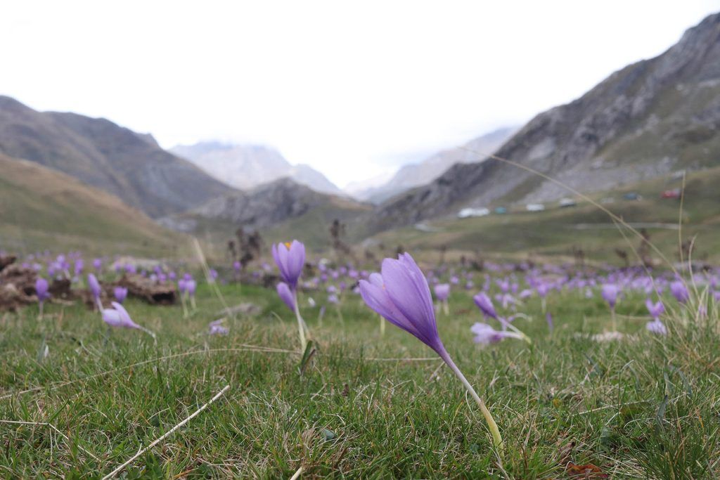 Campo de flores moradas rodeado de altas montañas.