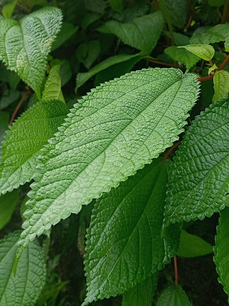 Plano cercado de varias hojas de la planta de ramio. Son de color verde intenso, rugosas y con borde dentado.
