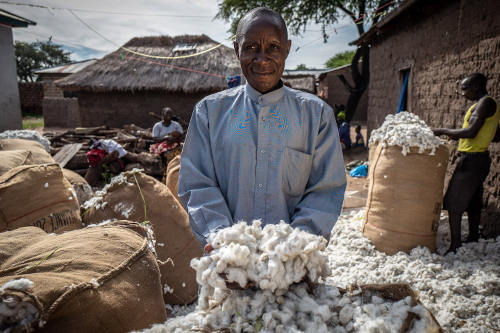 Un hombre de color, en un poblado africano, rodeado de sacos de algodón Made in Africa, una de las alternativas al algodón convencional, sostiene entre sus manos parte del algodón recogido.